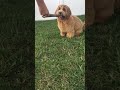 Mini Goldendoodle knows lots of tricks!