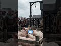 A Detailed History of Pig Crime #history #medievalhistory