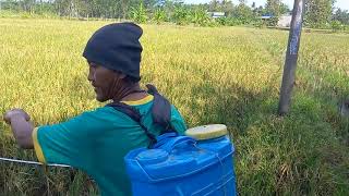 Cara Mengusir Hama Burung Pemakan Padi atau Jagung di Sawah