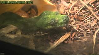 Philadelphia Zoo Green Tree Python Moves Close and Makes Eye Contact