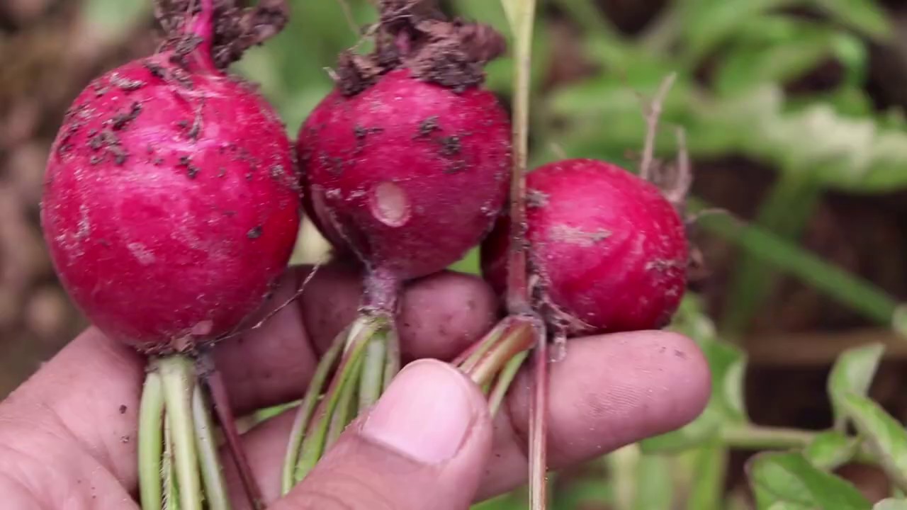 Growing Red Radish at home YouTube