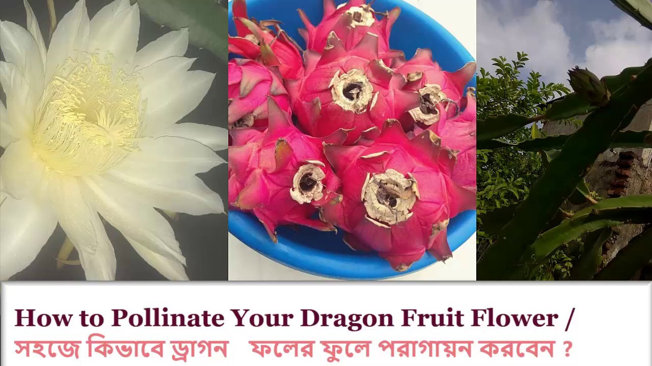 How to pollinate dragon fruit flower / সহজেই ড্রাগন ফলের ফুলে পরাগায়ণ