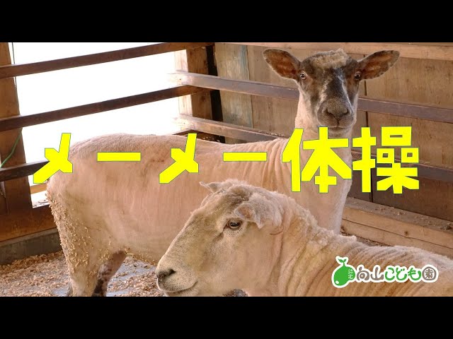 メーメー体操