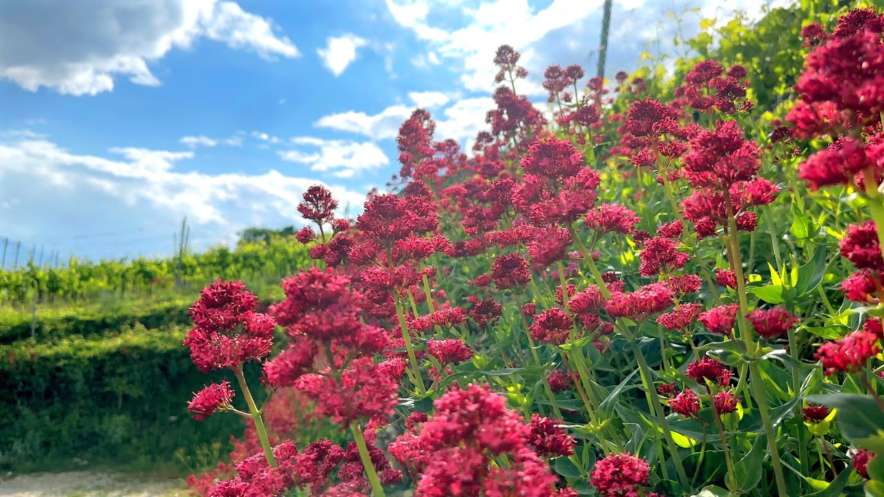 Healing Nature Close-Up: Red Valerian & Vineyards 4K HDR — 20 Min Nature Relaxation | ASMR