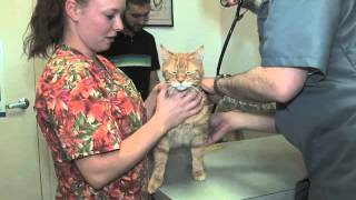 Grove Center Veterinary Hospital, Animal Care, Gaithersburg, MD