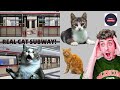 “Chinese YouTuber Builds a Real Subway for Cats—Internet Can’t Believe It!”