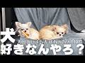 【ダックスまみれLIVE】お気軽にコメントください