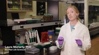 Iq-Check Free Dna Removal Solution