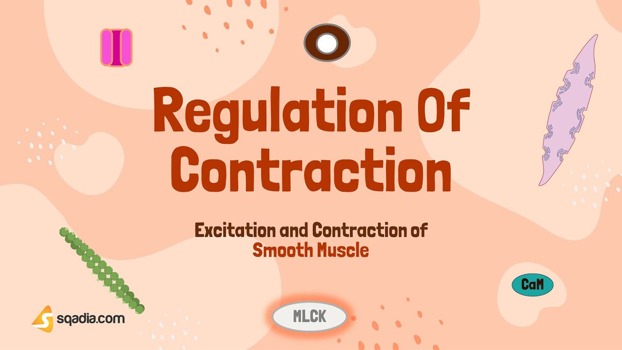 Excitation and Contraction of Smooth Muscle | Regulation of Contraction ...