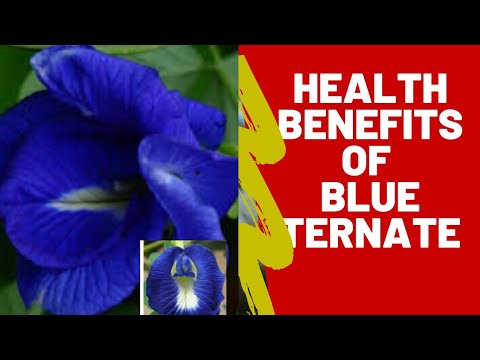 Benefits  of Blue Ternatea also known as Butterfly Pea Or Clitoria Ternatea