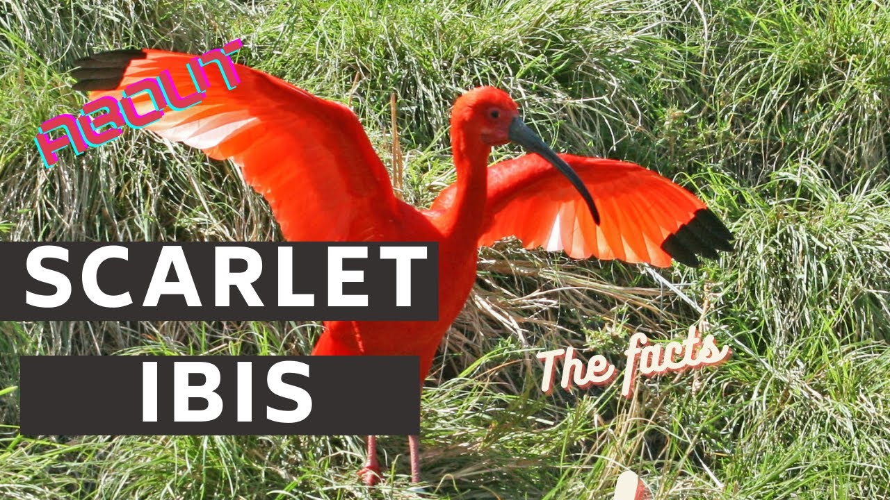 Факты об алом ибисе 🦩 обитает в тропиках Южной Америки и части Карибского бассейна.