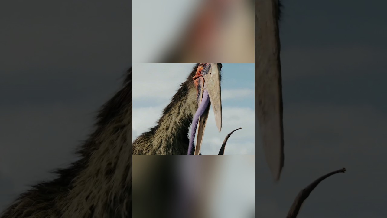 El terror del Quetzalcoatlus "primitive war"