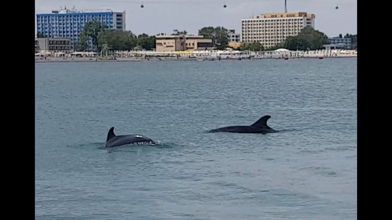 WOW 2 delfini aproape de plaja Mamaia din Constanta !!! snorkeling in boracay