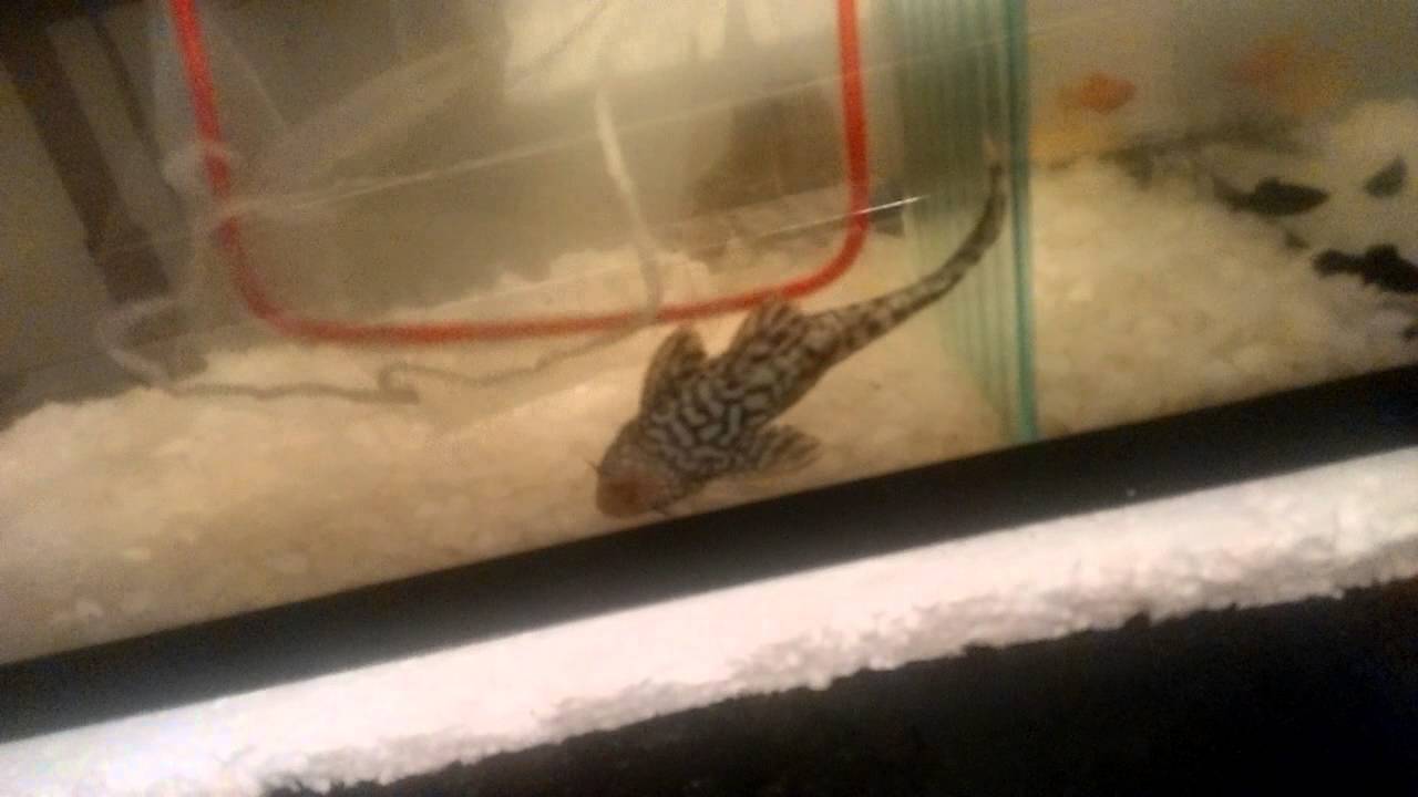 video editing software free Poly senegalus e Rocket gar