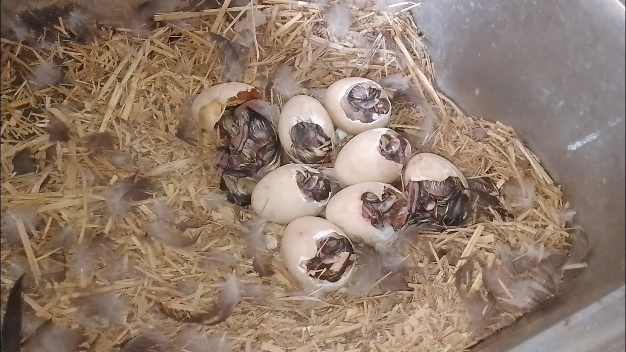 البطه الراقده كانت هتبوظ البيض لحقته علي آخر لحظه 🐣 تعالوا شوفوا عملت ايه مع البيض بتاعها وربنا يستر