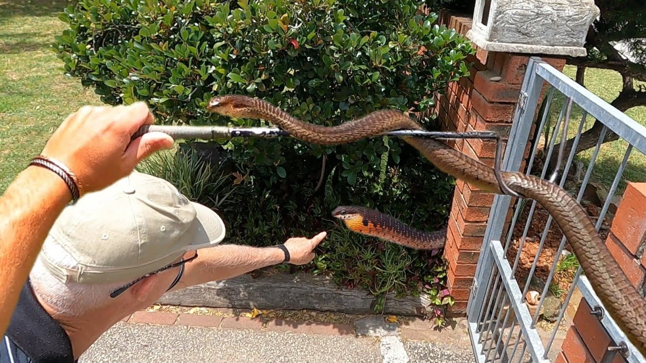 Catching a Huge, Venomous Boomslang! It was hiding under the Postbox!