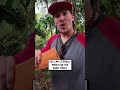 How we harvest cinnamon 😲🌳                 🎥: @1oliozzz1 & Instagram / oliozzz