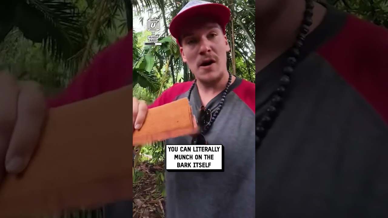 How we harvest cinnamon 😲🌳                 🎥: @1oliozzz1 & Instagram / oliozzz