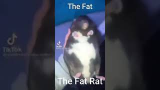 the fat rat