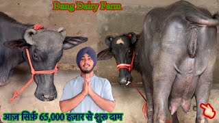 आज़ ख़रीदे टॉप की झोटिया ✅12 से 16 लीटर दूध की 🏆Buffalo For Sale 😱Dang Dairy Farm 🎉ट्रांसपोर्ट फ़्री