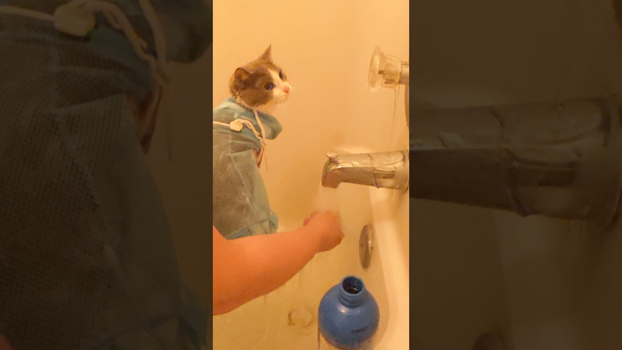 cat bath bag from tiktok YouTube
