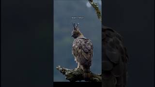 Cinematic View Of Jungle 🌿🕊️|#enjoy #cinematic #forest #shorts #trending