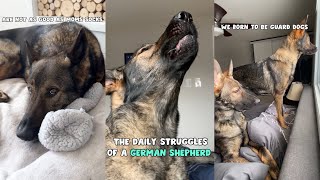 The Daily Struggles Of A German Shepherd