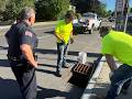 Mother Duck Waits as Workers Rescue Ducklings From Drain