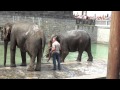 Parc Pairi Daiza - Le bain des éléphants