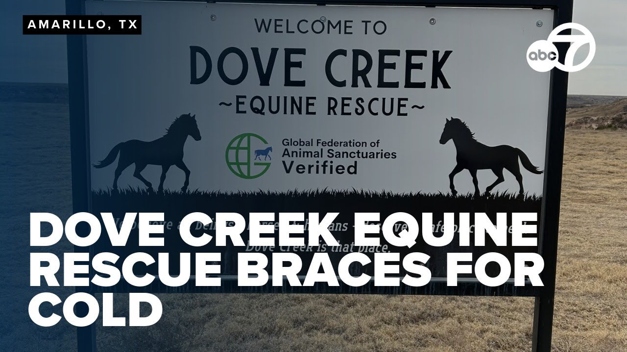 Dove Creek Equine Rescue braces for extreme cold, ensuring extra forage for all animals