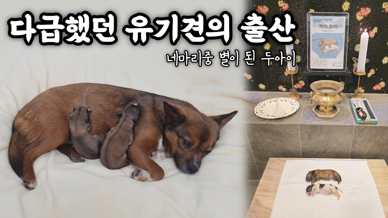 레아가족임보일기#1ㅣ난산으로 급하게 응급 제왕절개,두아이가 별이 되었어요.머리뼈가 없이 태어난 아기강아지ㅣ1인가구 임시보호 #유기견임보