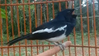 PANCINGAN PAGI 100% AMPUH MEMULIHKAN KACER MACET BUNYI CEPAT GACOR