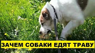 ЗАЧЕМ СОБАКИ ЕДЯТ ТРАВУ ? ИНТЕРЕСНЫЕ ФАКТЫ, ХОЗЯЕВАМ НА ЗАМЕТКУ !