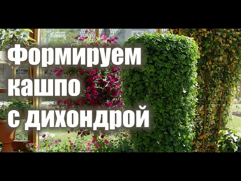 ДИХОНДРА. Формируем в кашпо.