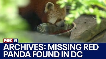 FOX 5 ARCHIVES: Rusty, the missing red panda, found
