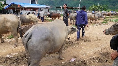 CHỢ TRÂU CỐC LY BẮC HÀ CẬP NHẤT GIÁ TRÂU BÒ MỚI NHẤT 2025 NHIỀU TRÂU ĐƯỢC CHỐT GIÁ MẠNH