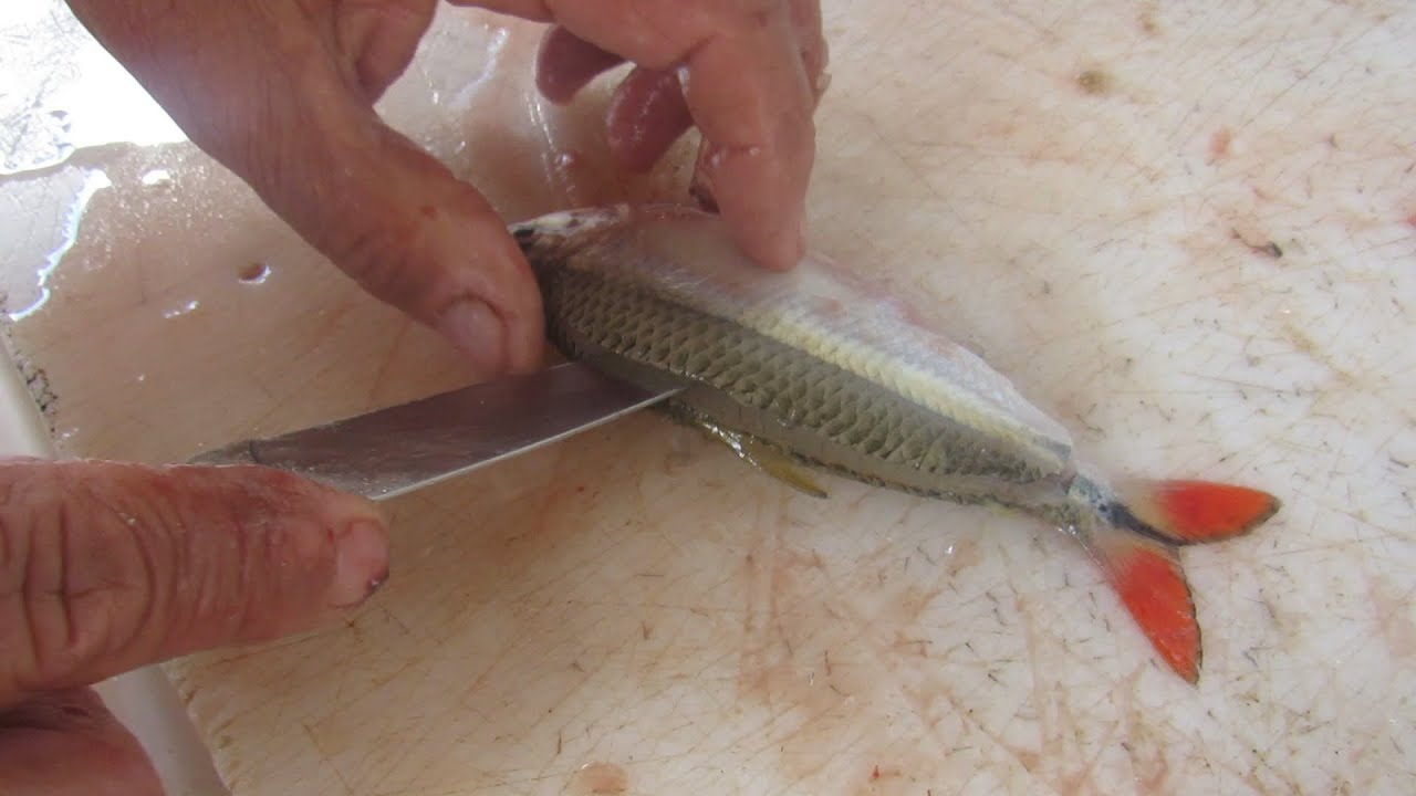 COMO TIRAR FILÉ DO LAMBARI NO MODO ESPALMADO