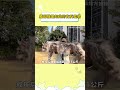 缅因猫是如此的有反差感 #缅因猫 #子夜归 #田曦薇 #猫咪 #大卡车