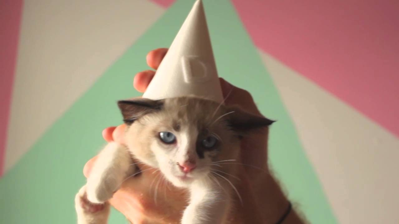 Episode 6 Why Do Cats YouTube