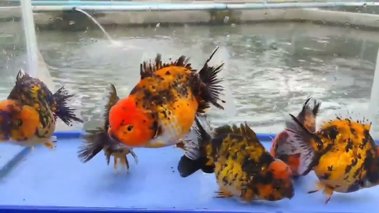 IMPORTED GOLD FISH IN 4K 