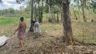 Picking mangoes | Simpleng buhay sa probinsya