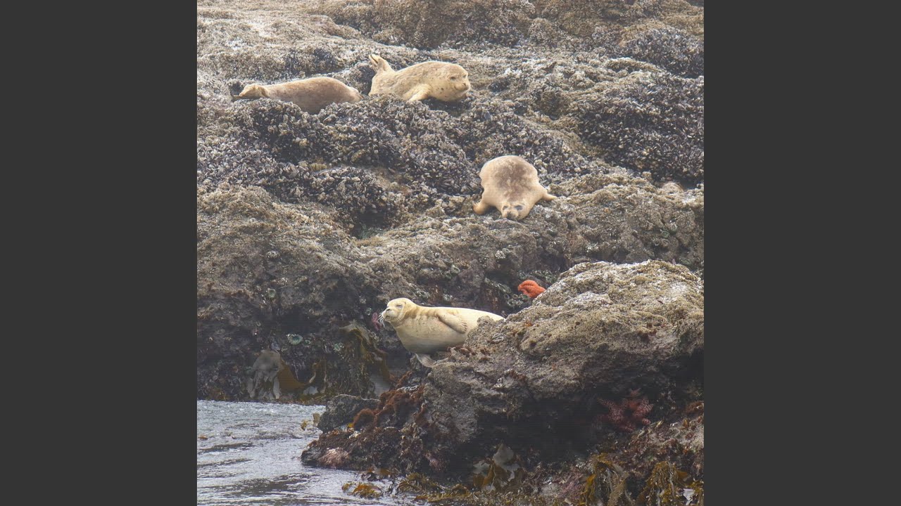 Watch Tide Pool on YouTube Watch Tide Pool on YouTube