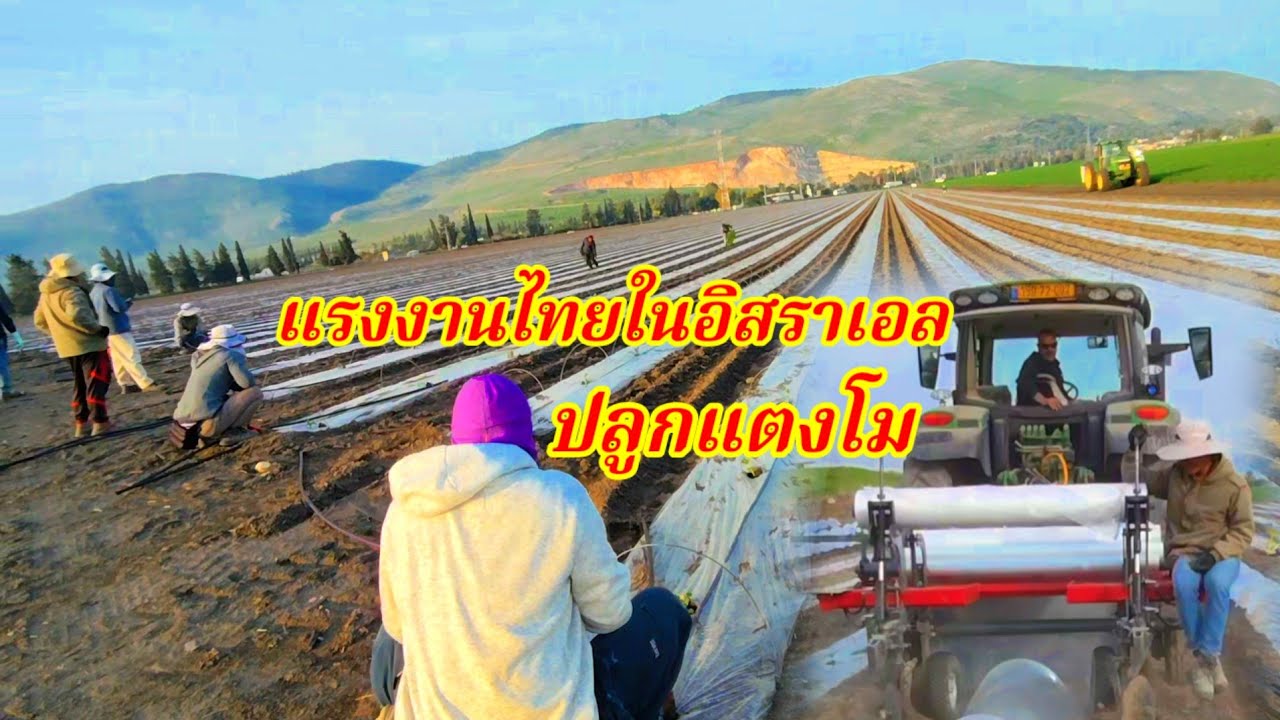 ปลูกแตงโมที่ประเทศอิสราเอลต้องปลูกต้นตัวเมียและตัวผูผสมกันไม่ต้องใช้คนผสมเกสร