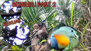 berburu Bekuak Dan Punai Mengulang Spot Kemarin Part 2  Burungnya Masih Banyak