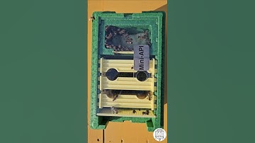 Top View🔍: Mini Mating Nuc |  Honey Bee Queen Rearing 🐝👑 #bee #beekeeping #beekeeper #queenbee #fy