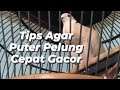 Tips Agar Puter Pelung Cepat Gacor