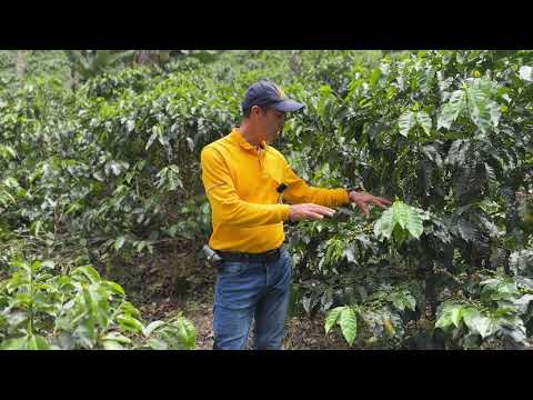 Tips para manejo de la Broca