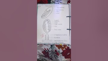 BOTANY PRACTICAL FILE 2021|| B.sc 2nd Year Students|| New Uploaded Video 2021||