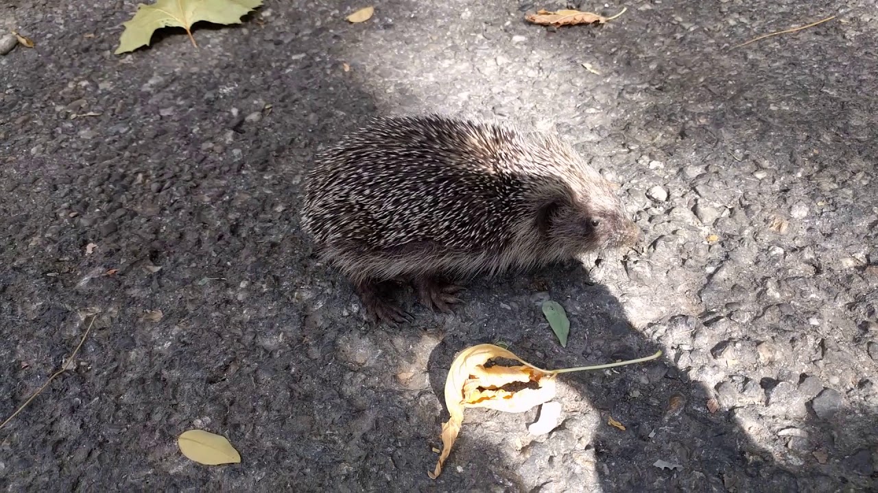 Petit hérisson blessé (le pauvre) - YouTube