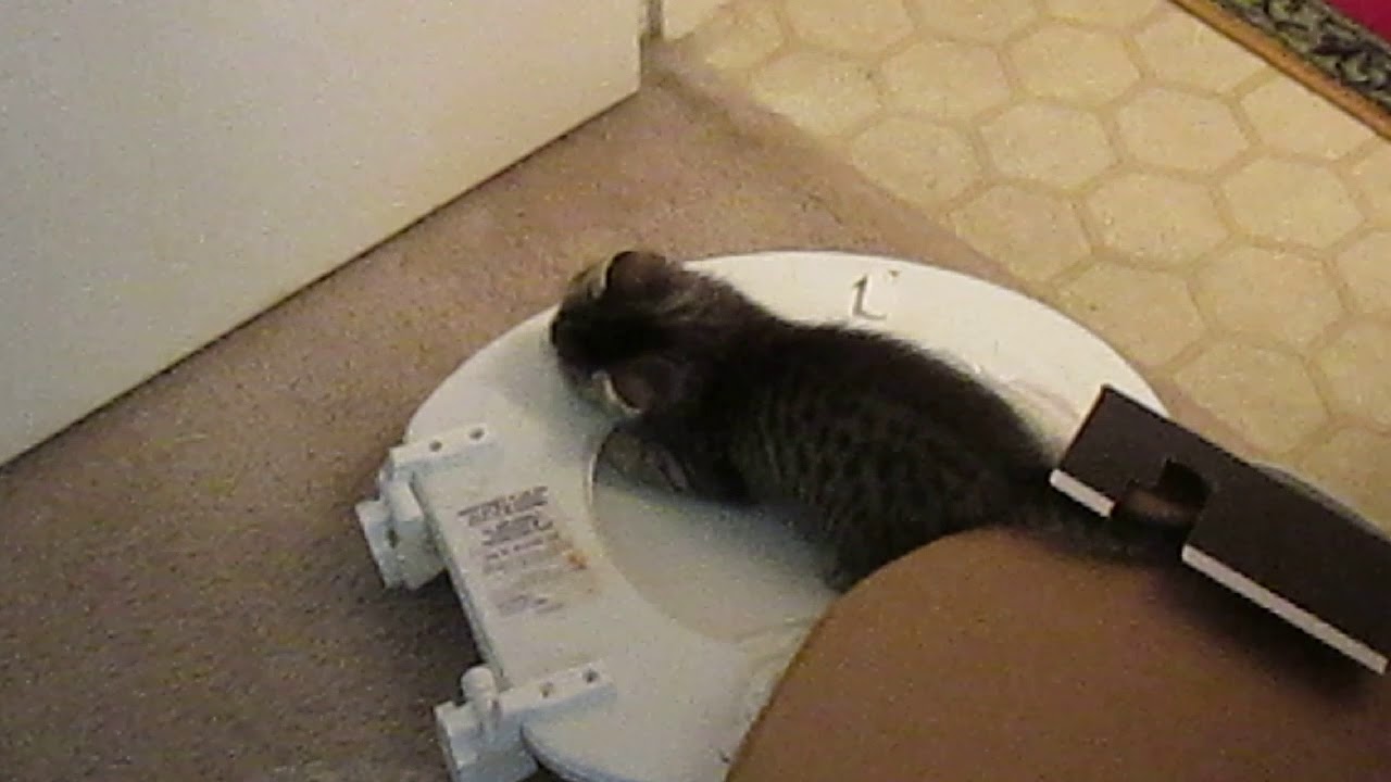 Wicket vs Toilet Seat YouTube